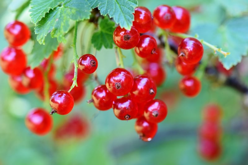 Seasonal Fruits