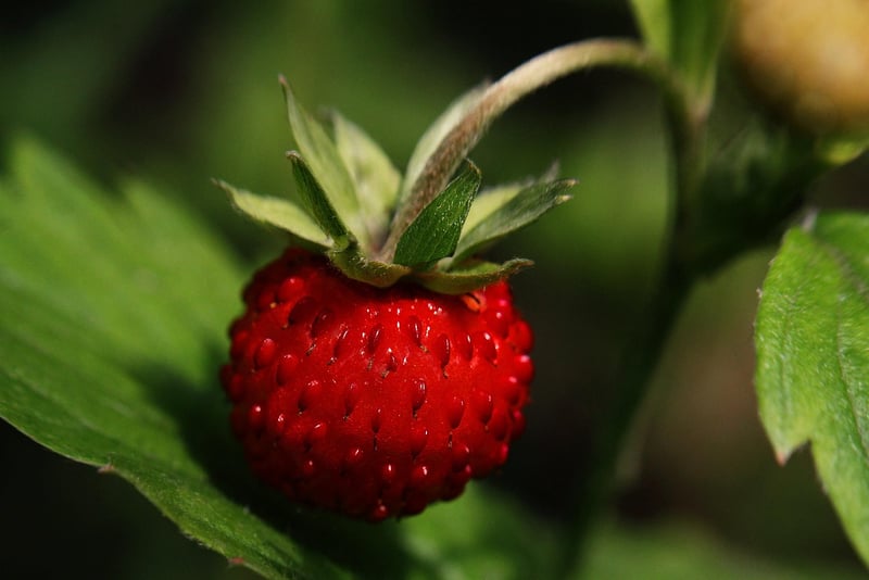 Summer Berries